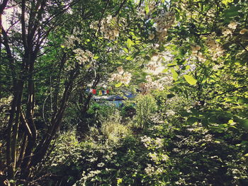 Trees and plants growing in forest