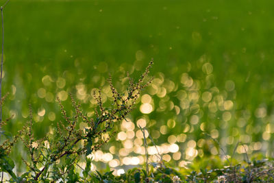 Close-up of plants