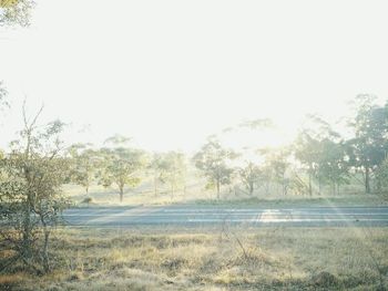 Country road along trees