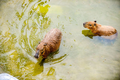 High angle view of duck swimming on lake