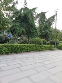 Trees in park against clear sky