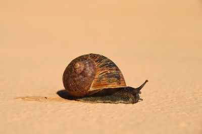 Close-up of snail
