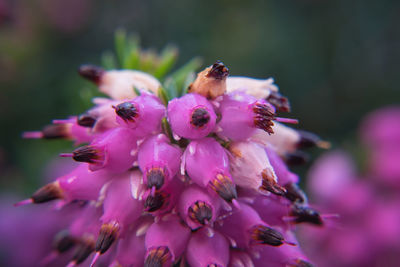 Close-up of insect on pink flower