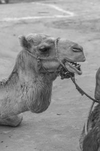 Close-up of camel at dessert