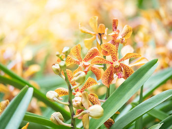 Close-up of flowering plant