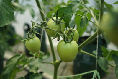 Close-up of tomatoes growing on tree