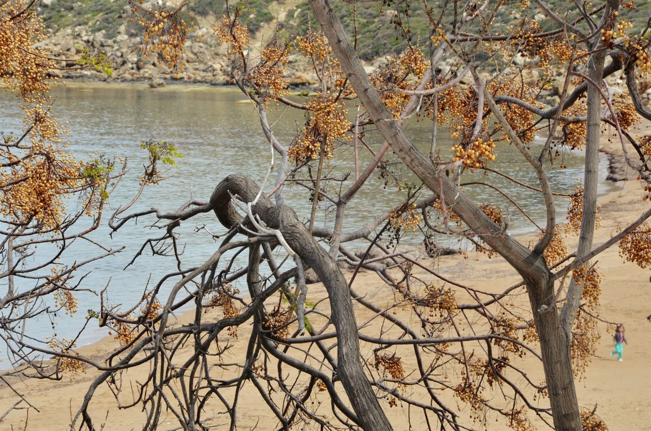 branch, tree, bare tree, water, tranquility, nature, lake, tranquil scene, scenics, beauty in nature, tree trunk, sky, growth, no people, day, outdoors, bird, reflection, lakeshore, river