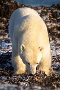 Polar bear feeds on kelp on shore