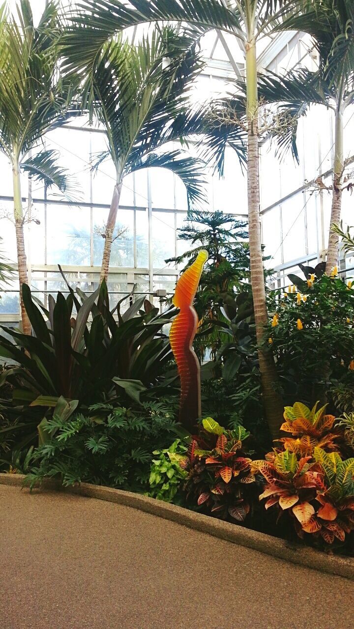 tree, palm tree, growth, plant, leaf, potted plant, nature, beauty in nature, sky, green color, one person, tranquility, day, flower, sunlight, outdoors, statue, sea, orange color, art