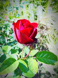 Close-up of red rose blooming outdoors