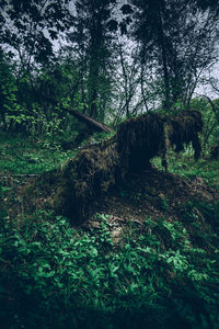 Trees growing on field in forest