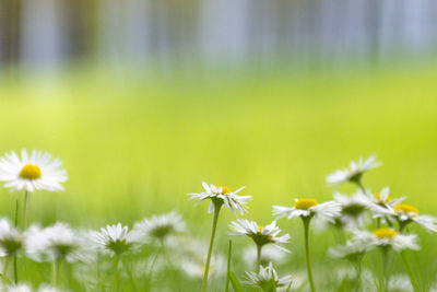 Close-up of flowering plants on field