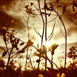 Close-up of silhouette flowers against sunset