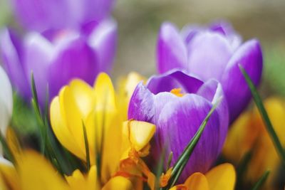 Close-up of purple flower blooming