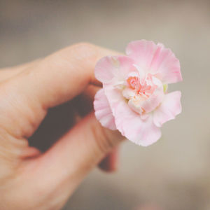 Close-up of cropped flower