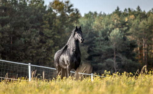 Horse standing in a field