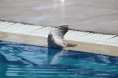 High angle view of bird flying over water