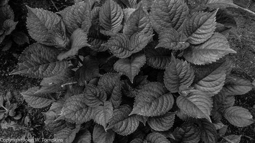 Close-up of leaves