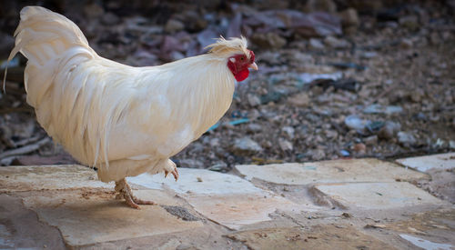 Rooster in a desert