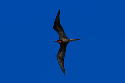 Close-up of bird flying against clear blue sky