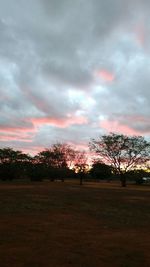 Trees on field against sky during sunset