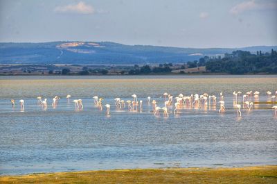 View of birds in lake against sky