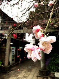 Close-up of pink cherry blossom