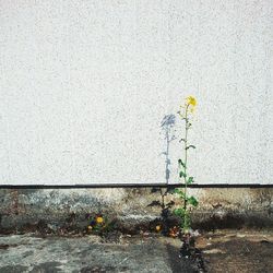 Plant growing on wall