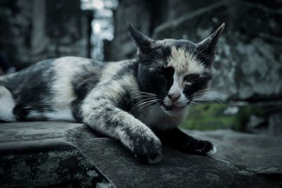 Close-up of cat resting