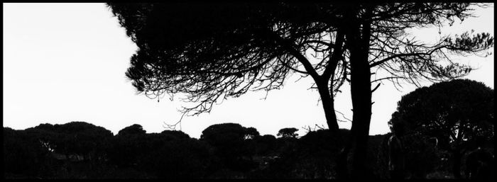 Silhouette trees on field against clear sky