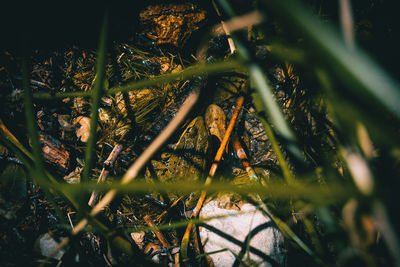 Close-up of plants growing on field