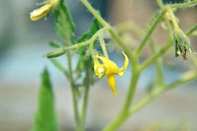 Close-up of flower against blurred background