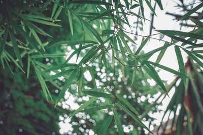 Close-up of wet plant