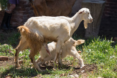 Mother and baby goat 
