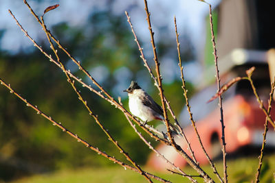 Bird perching on a branch