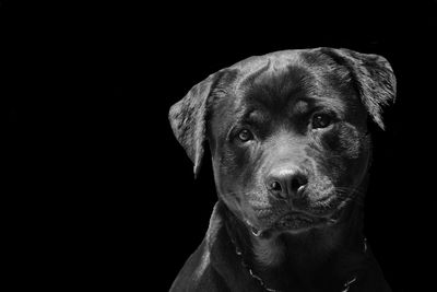 Close-up portrait of dog against black background