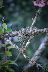 Close-up of frozen plant