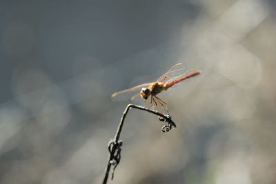 Close-up of insect