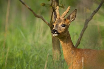 Portrait of roe deer standing on field