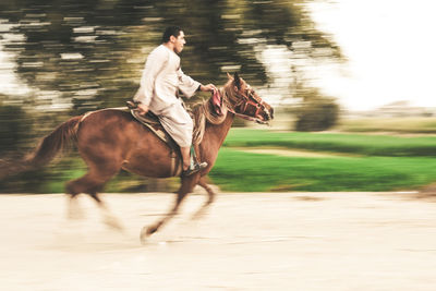 View of horse running