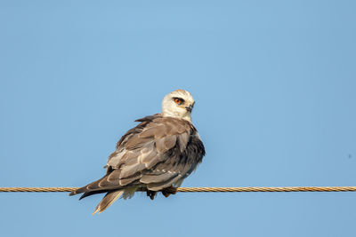 Low angle view of bird perching on steel cable against clear sky