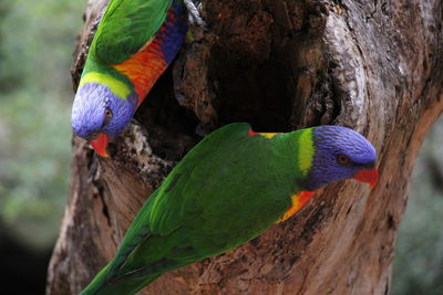 Close-up of parrot perching on tree