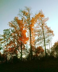 Low angle view of trees against sky