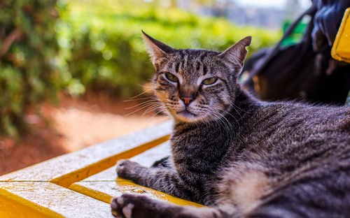 Close-up portrait of a cat