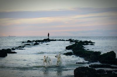 Two dogs running in sea at sunset