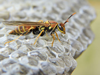 Close-up of insect