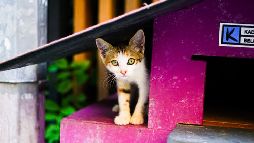 Portrait of cat on purple outdoors