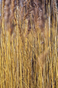 Close-up of stalks in wheat field