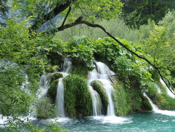 Scenic view of waterfall in forest