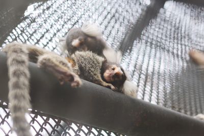 High angle view of monkey in cage